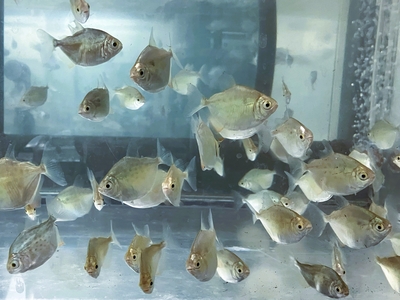 スポットメチニス　4ｃｍぐらい　