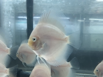 ホワイトダイヤモンドデイスカス　8ｃｍぐらい