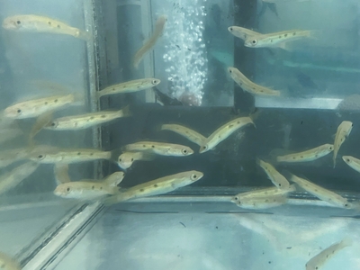 フラワートーマン　7ｃｍぐらい