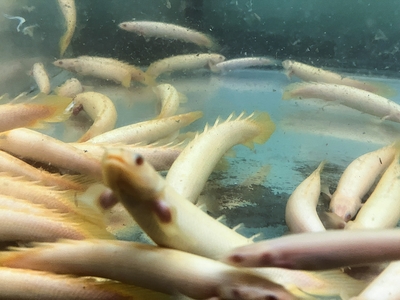 ポリプテルス　セネガル　レッドアイアルビノ　12ｃｍ