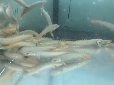 ポリプ　セネガルス　12ｃｍ前後