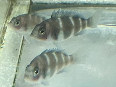 フロントーサ　レッド　3cmぐらい