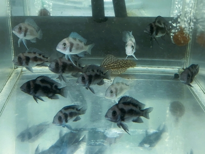 フロントーサ　ブラックウィドウ　3ｃｍぐらい