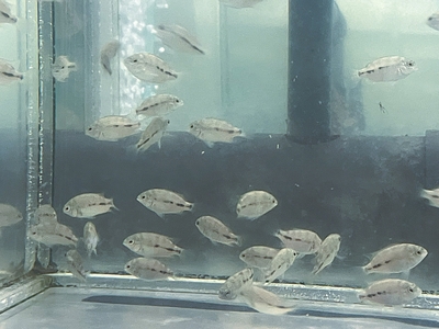 パラテラプス・ブレイドリ　3ｃｍぐらい　（Paratheraps breidohri）