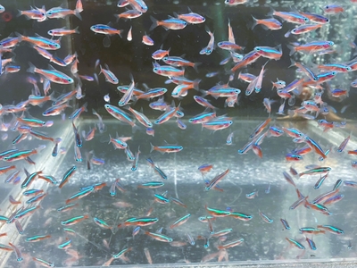 カージナルテトラ　1.5～2ｃｍ　１０匹