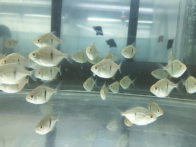 ブラックバンドメチニス　3.5ｃｍぐらい