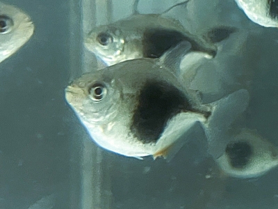 ブラックベリーメチニス　3.5ｃｍ　ぐらい