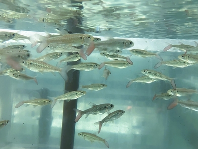 イエローピンクテールカラシン　4ｃｍぐらい