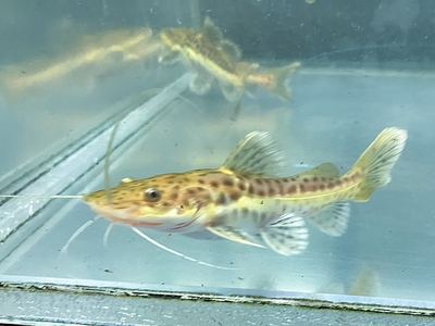 レッドテールＸタイガーシャベルノーズ　20ｃｍぐらい