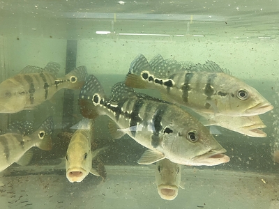 アイスポットシクリッド　28ｃｍぐらい