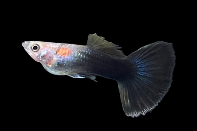 ブラックタキシードグッピー　♂　１０匹