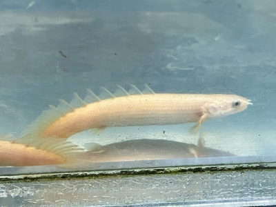 ゴールデンセネガル　7ｃｍぐらい