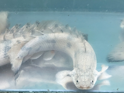 ポリプテルス・エンドリケリー　30ｃｍぐらい