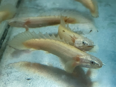 ホワイトセネガルス 　6cm前後