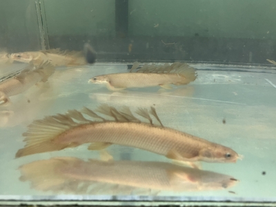 ロングフィンゴールデンセネガル　12ｃｍぐらい