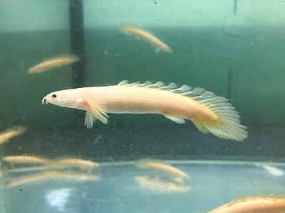 ベールテールホワイトセネガル　9ｃｍぐらい