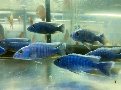 エレクトリックブルー　アーリー　12ｃｍぐらい　