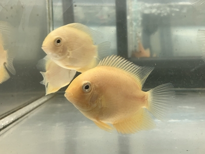 ゴールドセべラム　6ｃｍぐらい