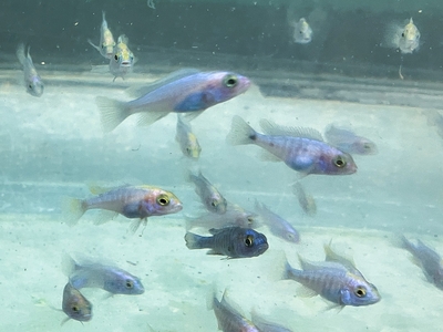 エレクトリックブルー　アーリーベビー　3ｃｍぐらい　