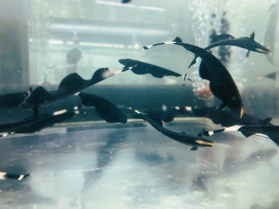 ブラックゴースト　7cmぐらい