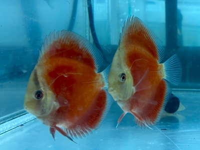 サンメラーディスカス　7ｃｍぐらい　