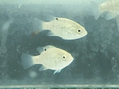 パラティラピア　ポーレニ　4ｃｍぐらい