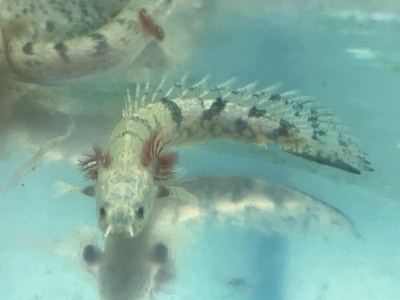 ポリプテルス　デルヘッジ　8ｃｍぐらい