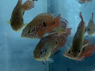 バルーンレッドジュエルシクリッド　４cmぐらい