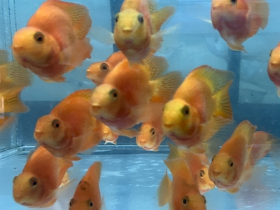 パロットファイアー　6ｃｍぐらい