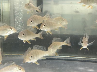 ゲオファーガス　スリナメンシス　レッドストライプ　6ｃｍぐらい