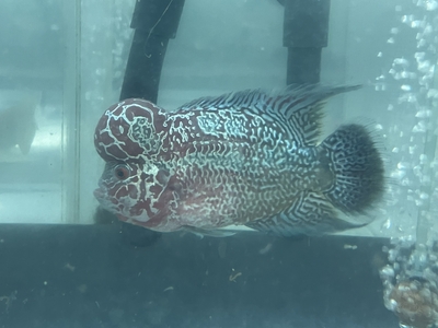 K-1　キングカムファフラワーホーン　15ｃｍぐらい