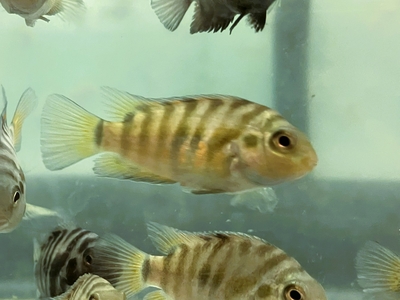 コンビクトリ　シクリッド　5ｃｍぐらい　