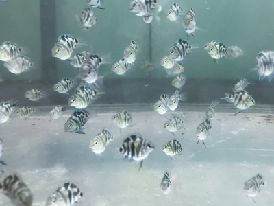 ブルータイガーパロットファイヤー　2.5～3.5ｃｍ