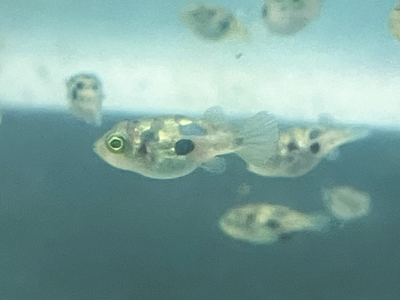 アベニー　パファー　1.8ｃｍぐらい