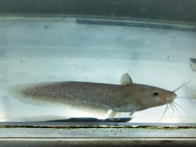 タンダンキャット　15ｃｍぐらい