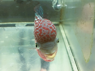 K-2　キングカムファフラワーホーン　18cmぐらい