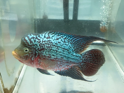 K-3　キングカムファフラワーホーン　18ｃｍぐらい