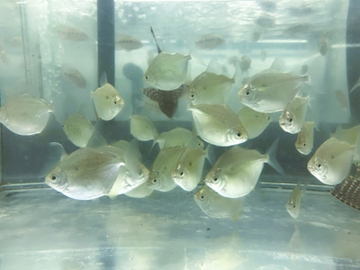 メチニス　5ｃｍぐらい