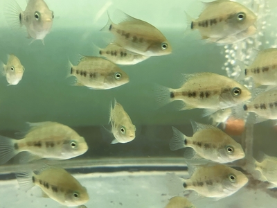 シンセリクティス　ボクルティ　4ｃｍぐらい