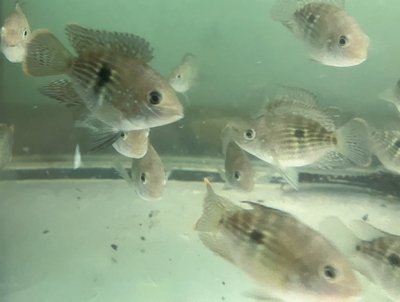 ラウンドグリーンテラー　5ｃｍぐらい