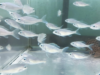 オフタルモティラピア ベントラリス　5ｃｍぐらい