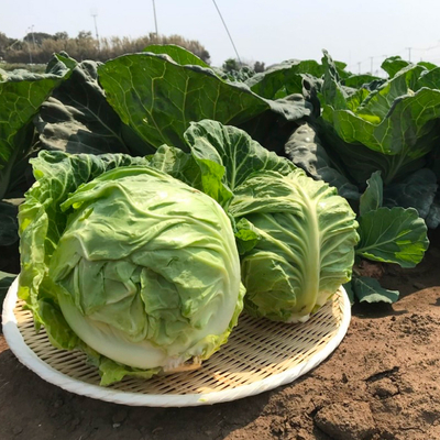 キャベツ４玉入り