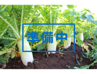 大根　10kg 　11月頃より