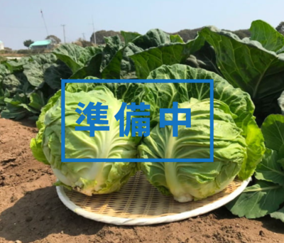 【準備中】キャベツ４玉入り　11月頃より