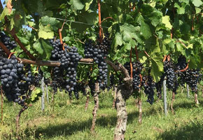 椀子ワイナリー　5本セット