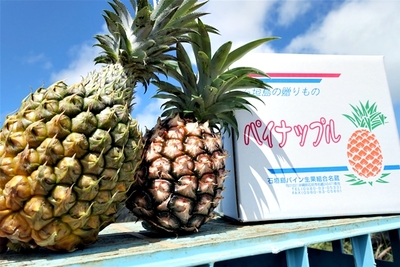 スナック&ピーチパイン(セット) | 石垣島へんなパイン