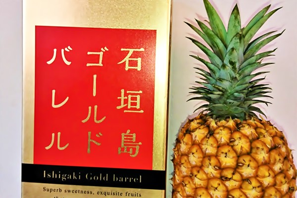 【限定2箱】石垣島産 パイナップル ゴールドバレル　7種食べ比べセット　小玉 石垣島産 ゴールドバレルとサンドルチェパインセット 計3kg 2〜3