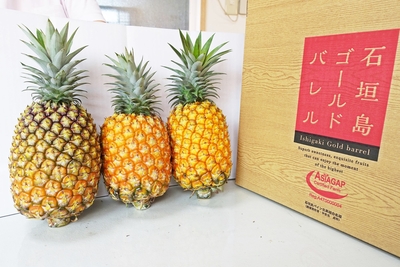 パイン　ゴールドバレル9㎏ 2024gb01.gif