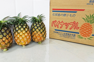 未開封! 沖縄限定　ソニーエンジェル　石垣島産パイナップル 1BOX ソニーエンジェル ミニフィギュア -オキナワ シリーズ-