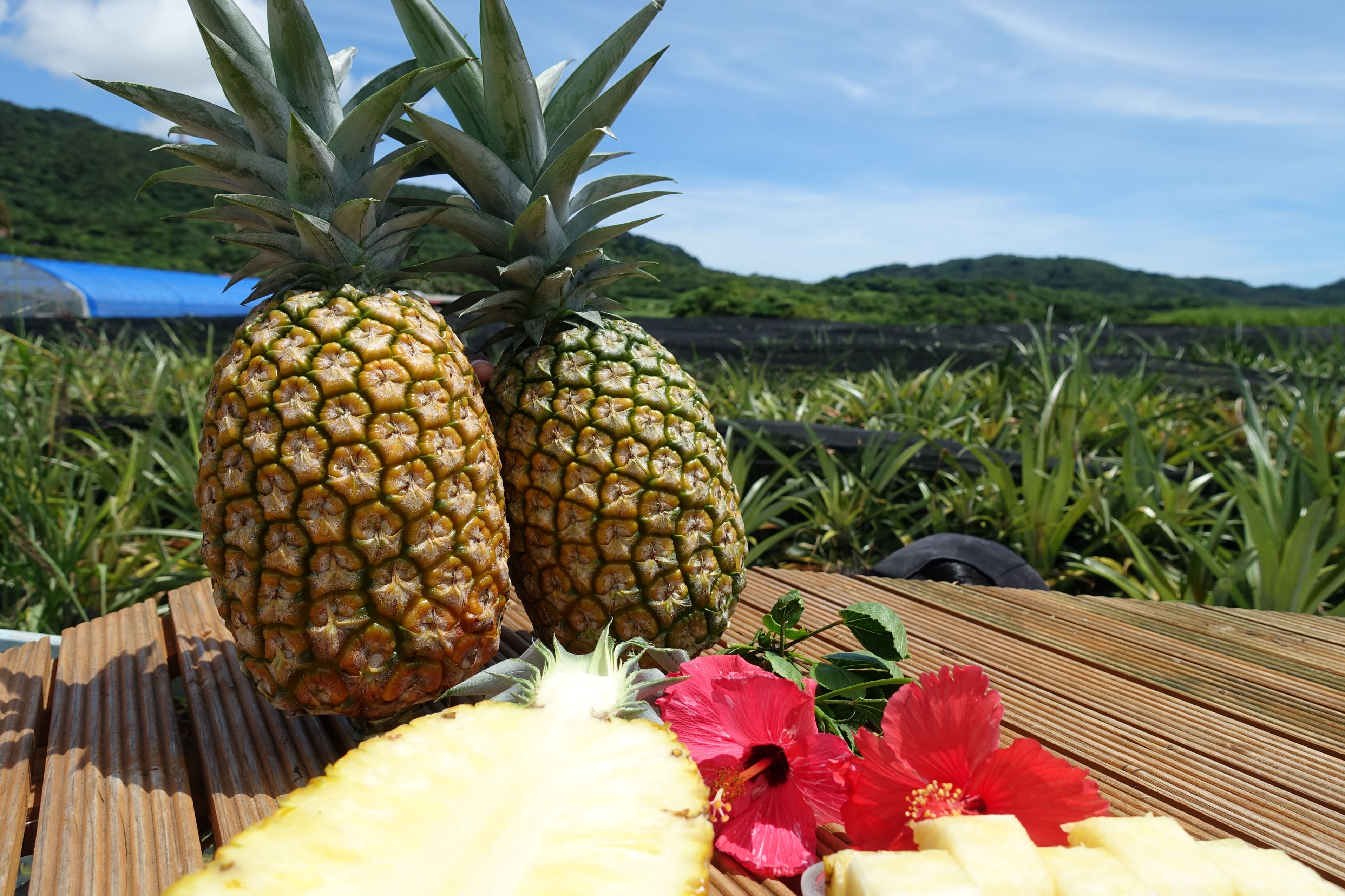 サンドルチェ 1～2玉入(1.5kg) | 石垣島へんなパイン